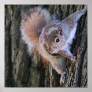 Tree Squirrel  Poster