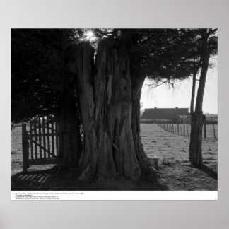 Tree Stump, Gate, and Distant Barn, March 1962 Poster