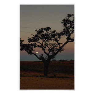 Tree Sunset Wall Nature Photography Rustic Home Photo Print
