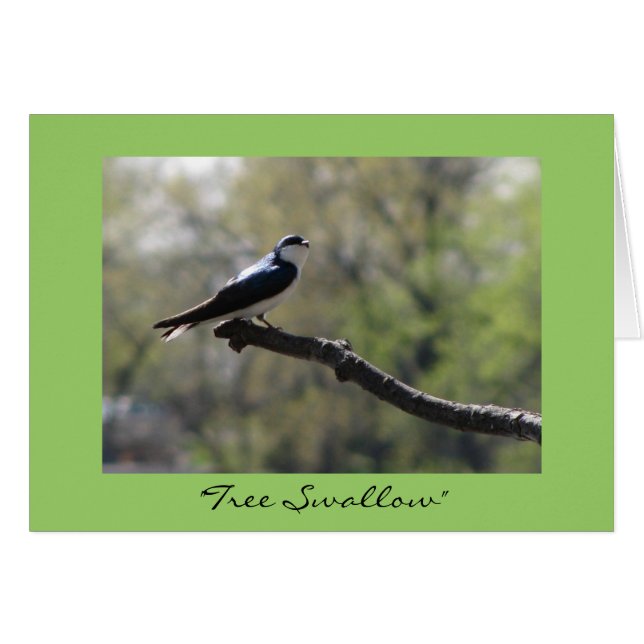 "Tree Swallow" (Front Horizontal)