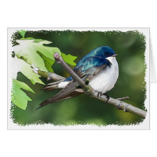 Tree Swallow - 5" x 7" Art Card