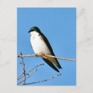 Tree Swallow Bird Photo Postcard