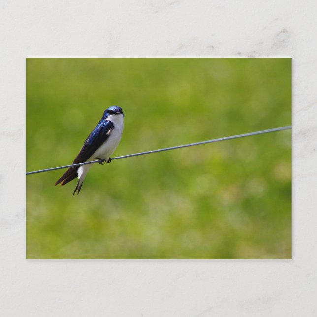 Tree Swallow Bird (Tachycineta bicolor) Postcard (Front)
