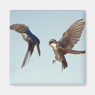 Tree Swallow Chase Magnet