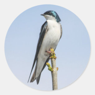 Tree Swallow Classic Round Sticker
