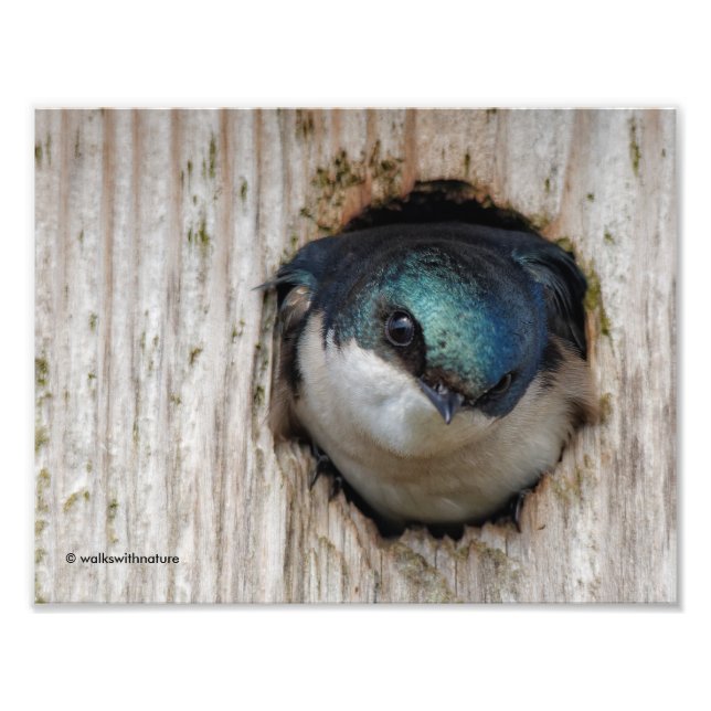 Tree Swallow, New Nestbox Owner Photo Print (Front)