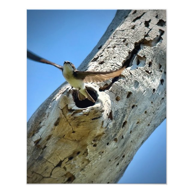 Tree Swallow Photo Print (Front)