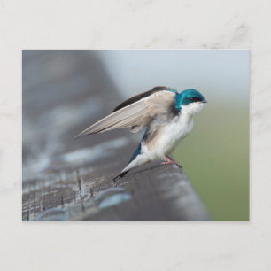 Tree Swallow Postcard