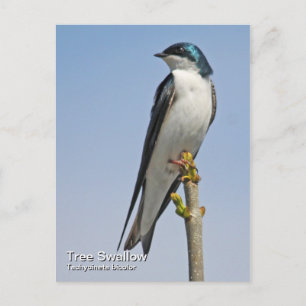 Tree Swallow Postcard
