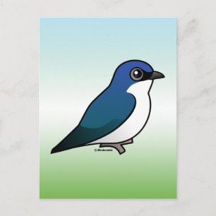 Tree Swallow Postcard