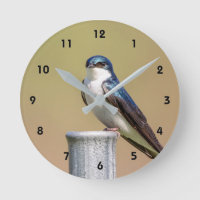 Tree Swallow
