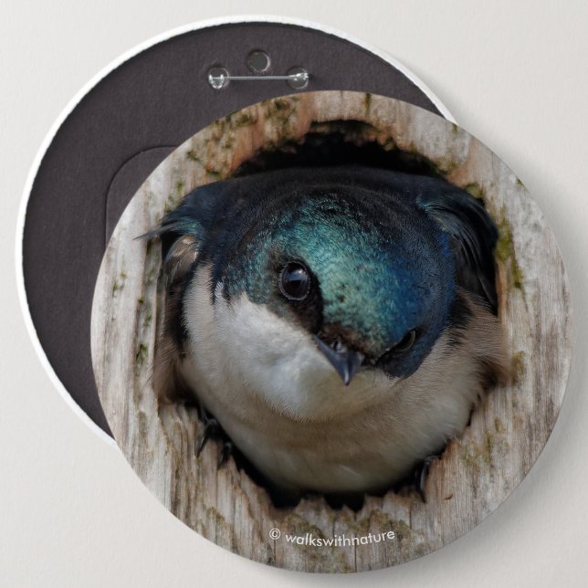 Tree Swallow Songbird in Nestbox 6 Cm Round Badge (Front & Back)
