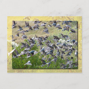 Tree Swallows, Assateague Island Postcard