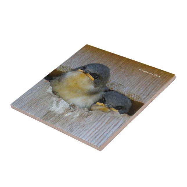 Tree Swallows Looking Out at the Big Wide World Tile (Side)
