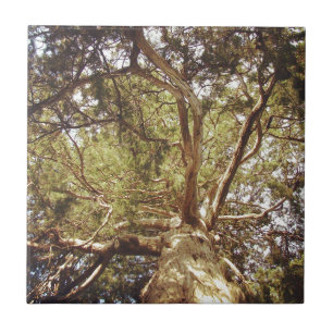 Tree Tile