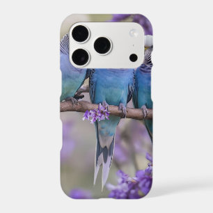 Tree Top Chatter: Blue Budgies In Jacaranda Tree,