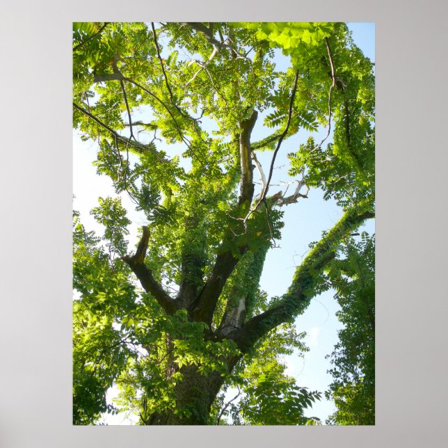 Tree Top Poster (Front)