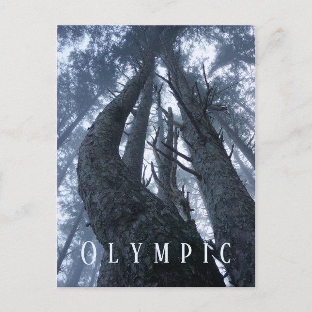 Tree Top View from Ground Olympic National Park Postcard (Front)
