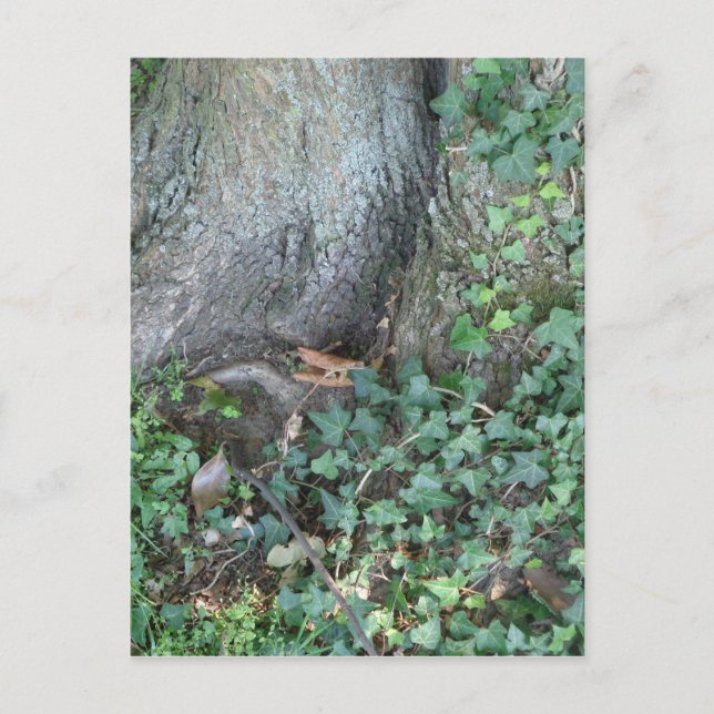 Tree trunk and ivy in forest postcard (Front)