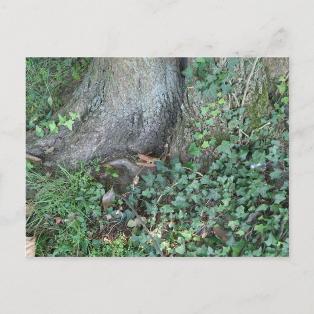 Tree trunk and ivy in forest postcard (Front)
