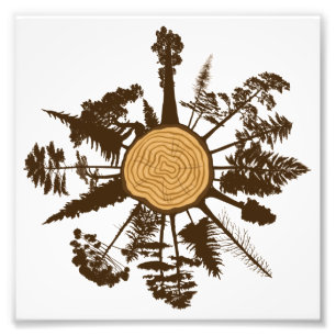 Tree Trunk Cross Section Growth Rings Pine Trees Photo Print