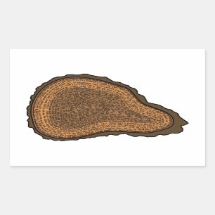 Tree Trunk Cross Section Growth Rings Trees Rectangular Sticker