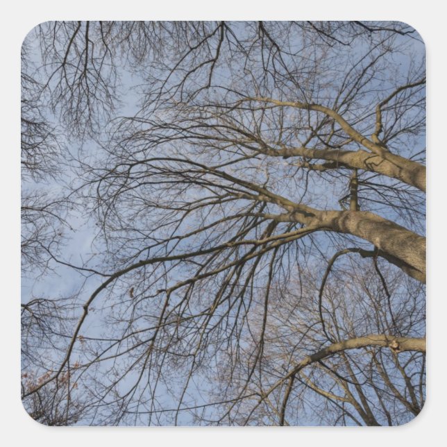 Tree trunk design/pattern. Pioineer Park, WA Square Sticker (Front)