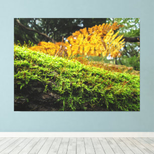 Tree Trunk in Lush Moss - Canvas Print