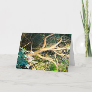 Tree Trunk Photo Card