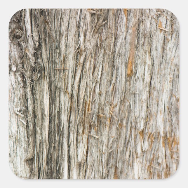 Tree trunk square sticker (Front)