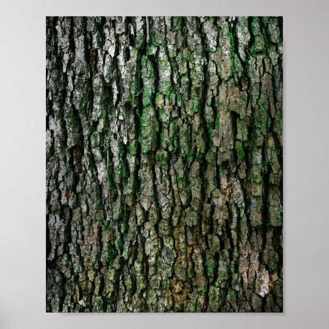 Tree Trunk (Wood Bark) Poster (Front)