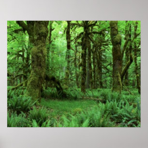 Tree Trunks and Ferns on Forest Floor of Olympic Poster