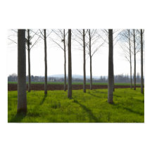 Tree trunks and the French countryside