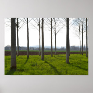Tree trunks and the French countryside Poster