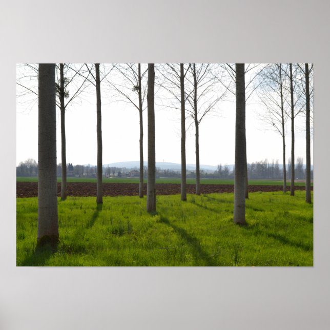 Tree trunks and the French countryside Poster (Front)