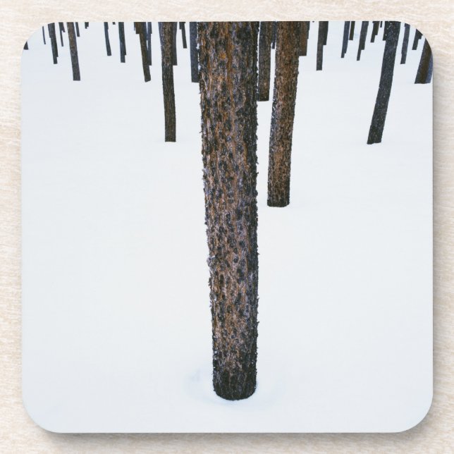 Tree Trunks in Snow Coaster (Front)