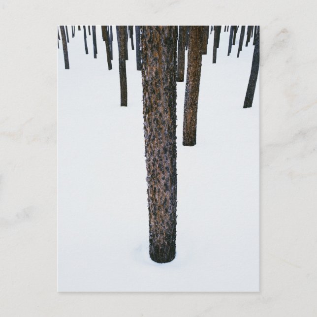 Tree Trunks in Snow Postcard (Front)