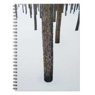 Tree Trunks in Snow Spiral Notebook