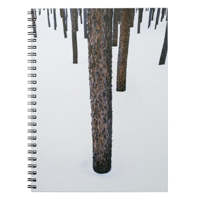 Tree Trunks in Snow Spiral Notebook (Front)
