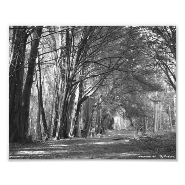 Tree Tunnel Photo Print (Front)