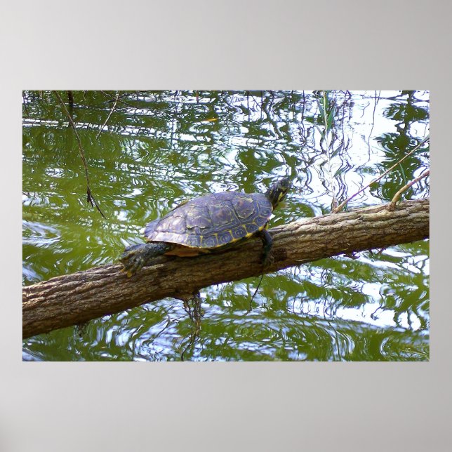 Tree Turtle Poster (Front)