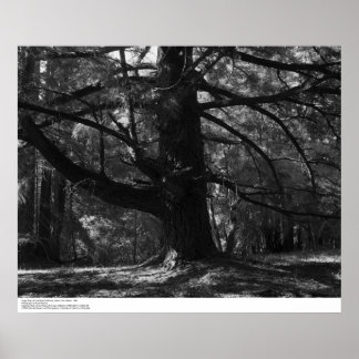 Tree, UC Santa Cruz, March 1962 Poster