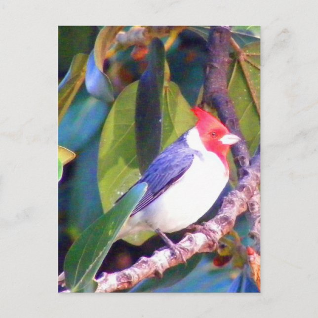 Tree with Brazilian Cardinal Postcard (Front)