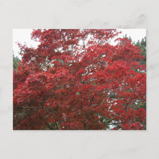 Tree with Red Autumn Leaves Postcard