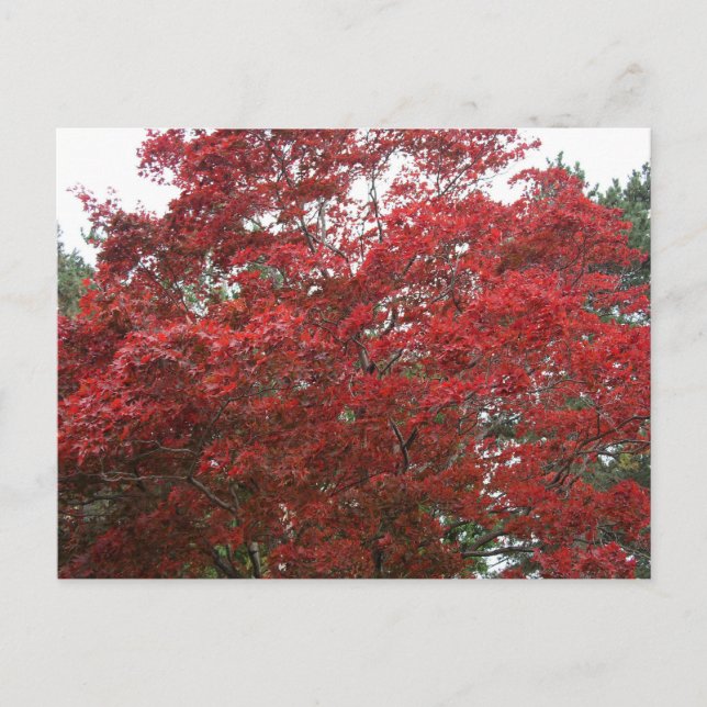 Tree with Red Autumn Leaves Postcard (Front)