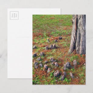 Tree with Roots Showing Nature Photography Postcard