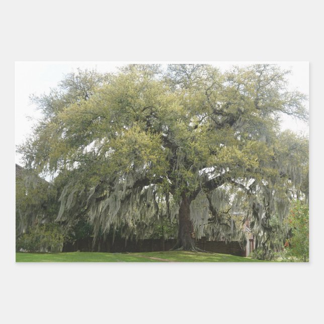 Tree wrapping paper (Front)