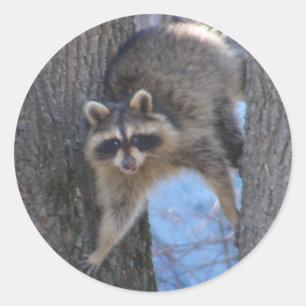 Treed Coon ~ sticker