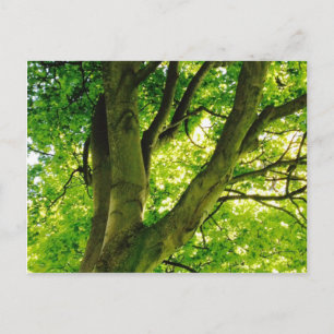 Treee Postcard