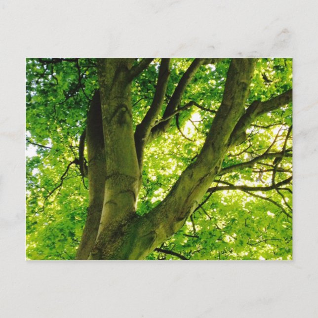 Treee Postcard (Front)